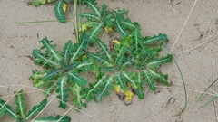 Sonchus megalocarpus