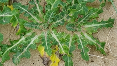 Sonchus megalocarpus