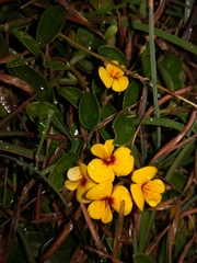 Podolobium scandens