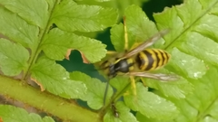 Vespula vulgaris