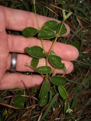 Podolobium scandens