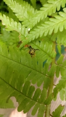 Vespula vulgaris