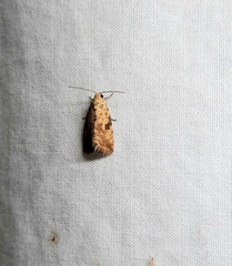 Lepidoptera