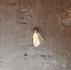 Lepidoptera