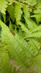 Vespula vulgaris