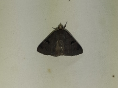 Lepidoptera