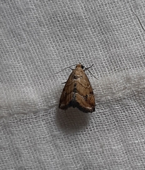 Lepidoptera