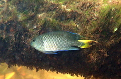 Neopomacentrus taeniurus