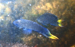 Neopomacentrus taeniurus