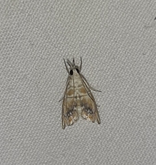 Lepidoptera