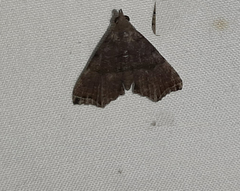 Lepidoptera