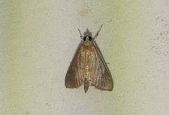 Lepidoptera