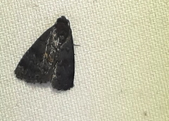 Lepidoptera