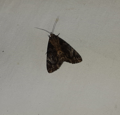 Lepidoptera