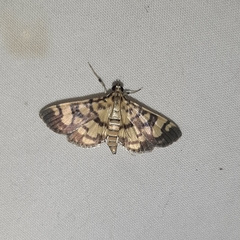 Lepidoptera