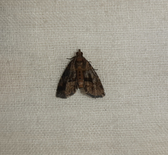 Lepidoptera