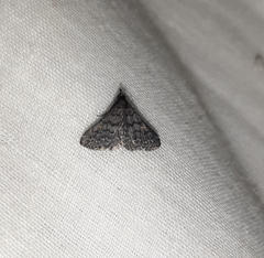Lepidoptera
