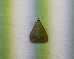 Lepidoptera