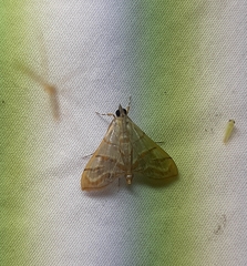 Lepidoptera