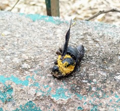 Xylocopa ruficornis