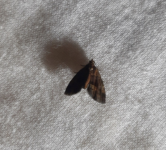 Lepidoptera