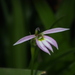 Lobelia chinensis - Photo (c) Sunnetchan,  זכויות יוצרים חלקיות (CC BY-NC-ND), הועלה על ידי Sunnetchan