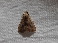 Lepidoptera