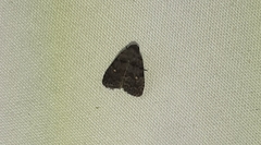 Lepidoptera