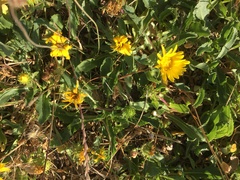 Grindelia stricta platyphylla