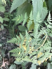 Conioselinum tataricum