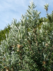 Olearia axillaris