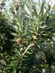 Olearia axillaris