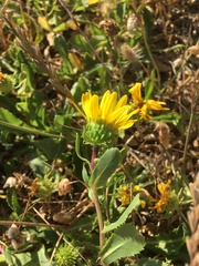 Grindelia stricta platyphylla
