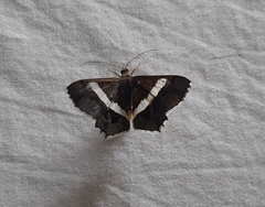 Lepidoptera