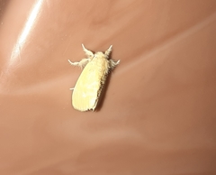 Lepidoptera