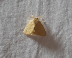 Lepidoptera