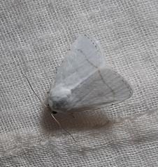 Lepidoptera