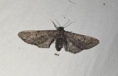 Lepidoptera