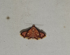 Lepidoptera
