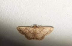 Lepidoptera