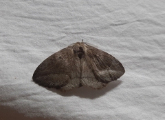 Lepidoptera