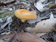 Austropaxillus