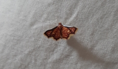 Lepidoptera