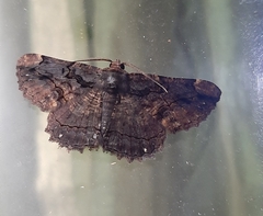 Lepidoptera
