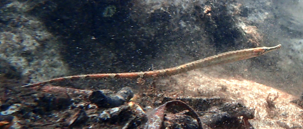 Banded freshwater pipefish (Hippichthys spicifer) — Syngnathidae