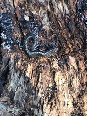 Cryptoblepharus pannosus