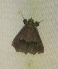 Lepidoptera