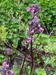 Pedicularis ornithorhynchos