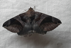 Lepidoptera