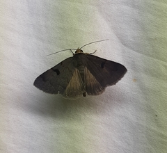 Lepidoptera